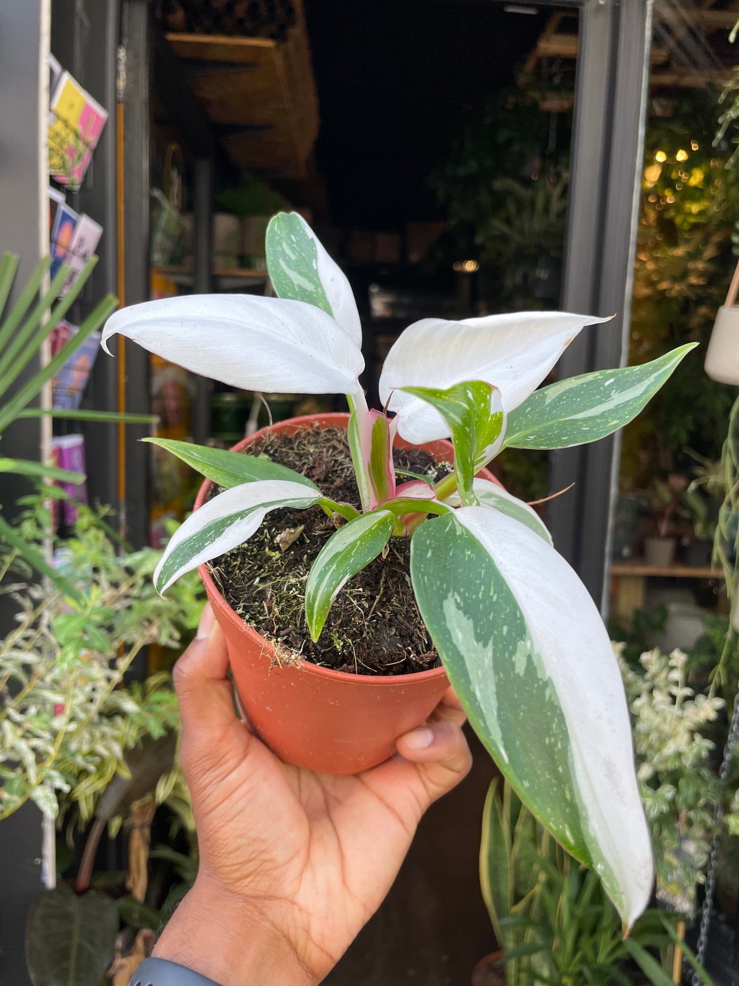 A Philodendron White Princess plant also known as a Philodendron Erubescens in front of Urban Tropicana&