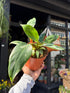 Philodendron ‘White Princess’ with trailing stems and glossy, dark green leaves adorned with bold white variegation, displayed in a nursery pot at Urban Tropicana plant shop, Chiswick, London