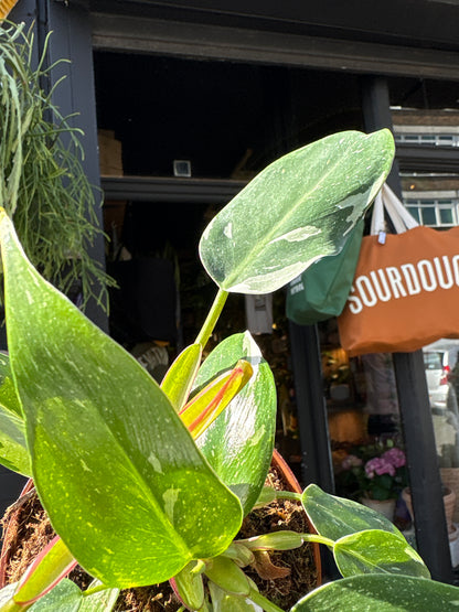 Philodendron ‘White Princess’ with trailing stems and glossy, dark green leaves adorned with bold white variegation, displayed in a nursery pot at Urban Tropicana plant shop, Chiswick, London.