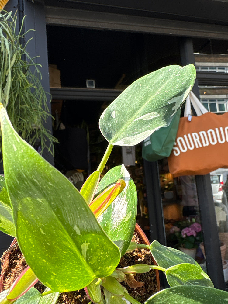 Philodendron ‘White Princess’ with trailing stems and glossy, dark green leaves adorned with bold white variegation, displayed in a nursery pot at Urban Tropicana plant shop, Chiswick, London.