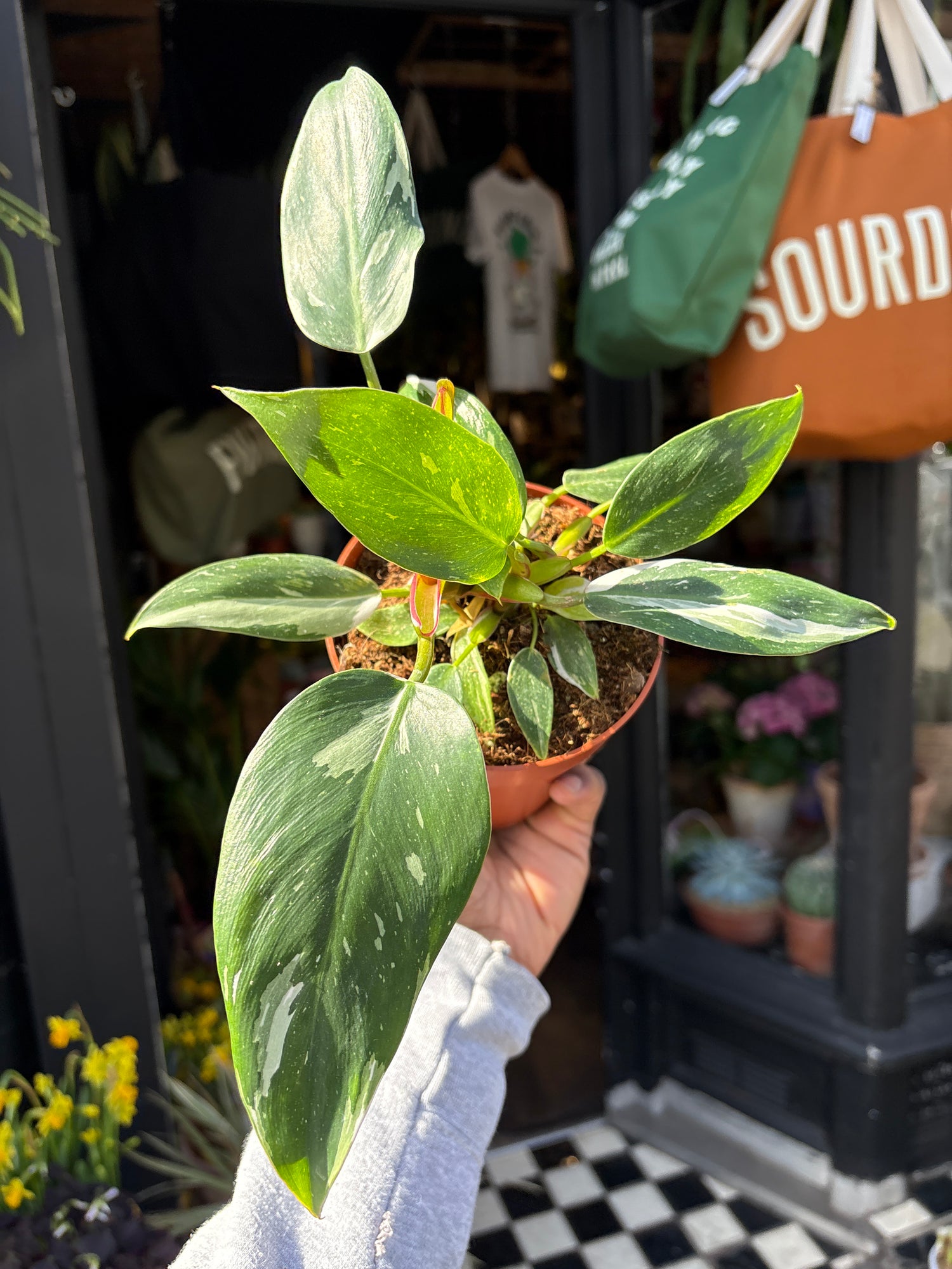 Philodendron ‘White Princess’ with trailing stems and glossy, dark green leaves adorned with bold white variegation, displayed in a nursery pot at Urban Tropicana plant shop, Chiswick, London