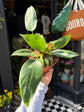 Philodendron ‘White Princess’ with trailing stems and glossy, dark green leaves adorned with bold white variegation, displayed in a nursery pot at Urban Tropicana plant shop, Chiswick, London