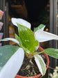 A Philodendron White Princess plant also known as a Philodendron Erubescens in front of Urban Tropicana&