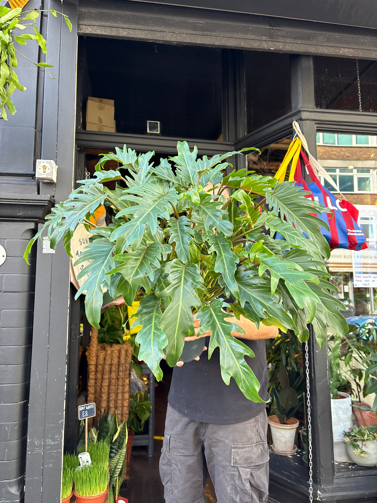 Philodendron ‘Xanadu’ houseplant in 21cm pot outside Urban Tropicana plant shop in Chiswick, London