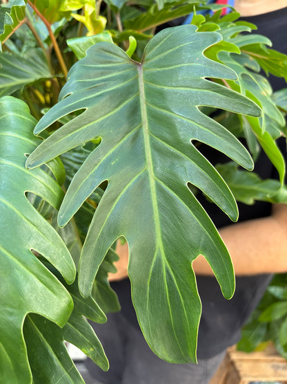 Philodendron ‘Xanadu’ houseplant in 21cm pot outside Urban Tropicana plant shop in Chiswick, London