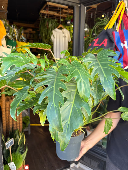 Philodendron ‘Xanadu’ houseplant in 21cm pot outside Urban Tropicana plant shop in Chiswick, London