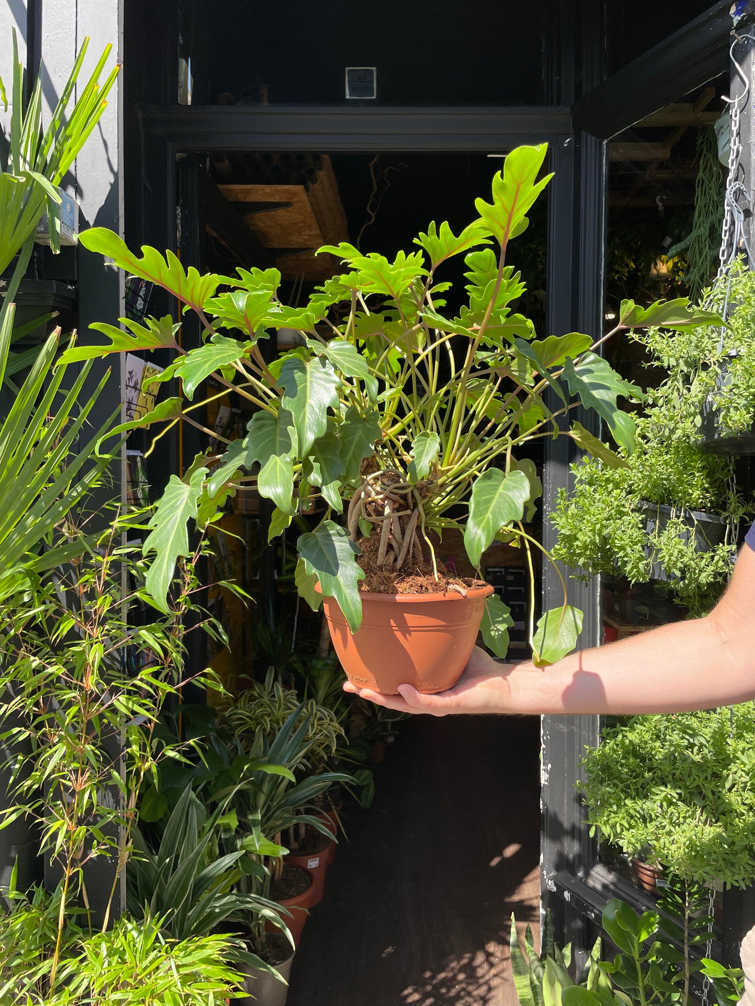 Philodendron Xanadu also known as a Winterbourne Philodendron plant in front of Urban Tropicana’s store in Chiswick, London