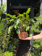 Philodendron Xanadu also known as a Winterbourne Philodendron plant in front of Urban Tropicana’s store in Chiswick, London