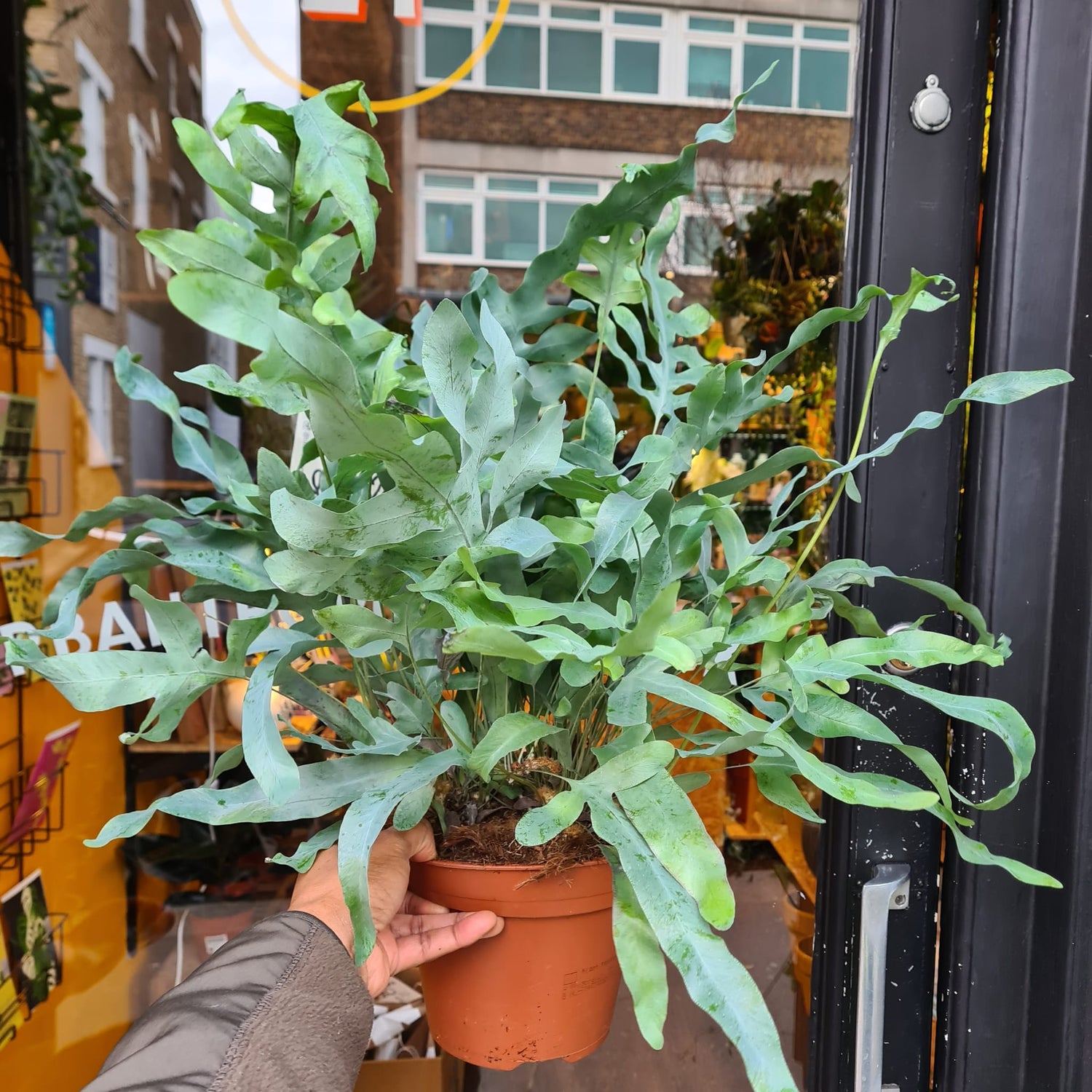 A Phlebodium Blue Star plant also known as a Cathedral Cactus in front of Urban Tropicana&