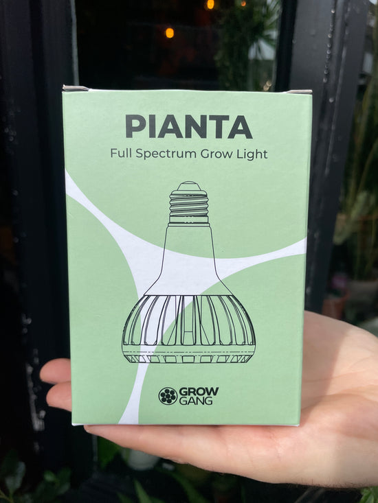 Pianta - Full Spectrum Grow Light in front of Urban Tropicana’s Plant shop in Chiswick, London