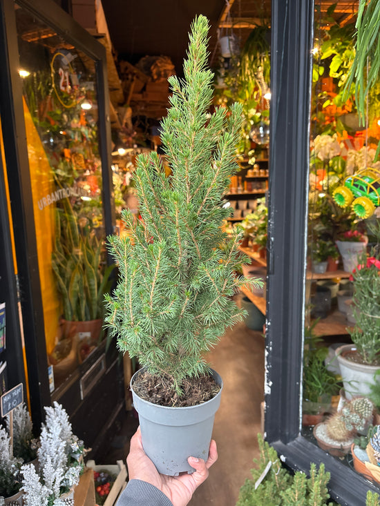 Picea Conica plant also known as White Spruce Conica in front on Urban Tropicana’s plant shop in Chiswick London