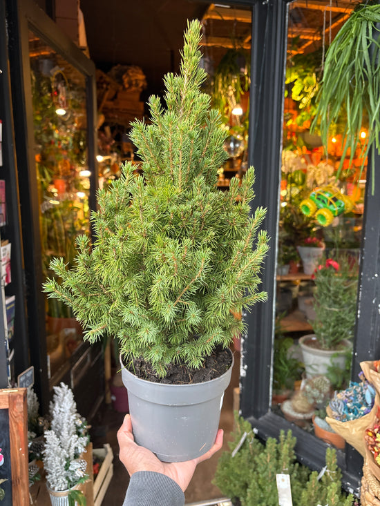 Picea Glauca December In front of Urban Tropicana’s plant shop in Chiswick London