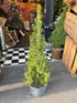 A picea conica plant in front of Urban Tropicana&