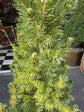 A picea conica plant in front of Urban Tropicana&