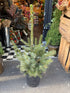 A Picea omorika plant in front of Urban Tropicana&