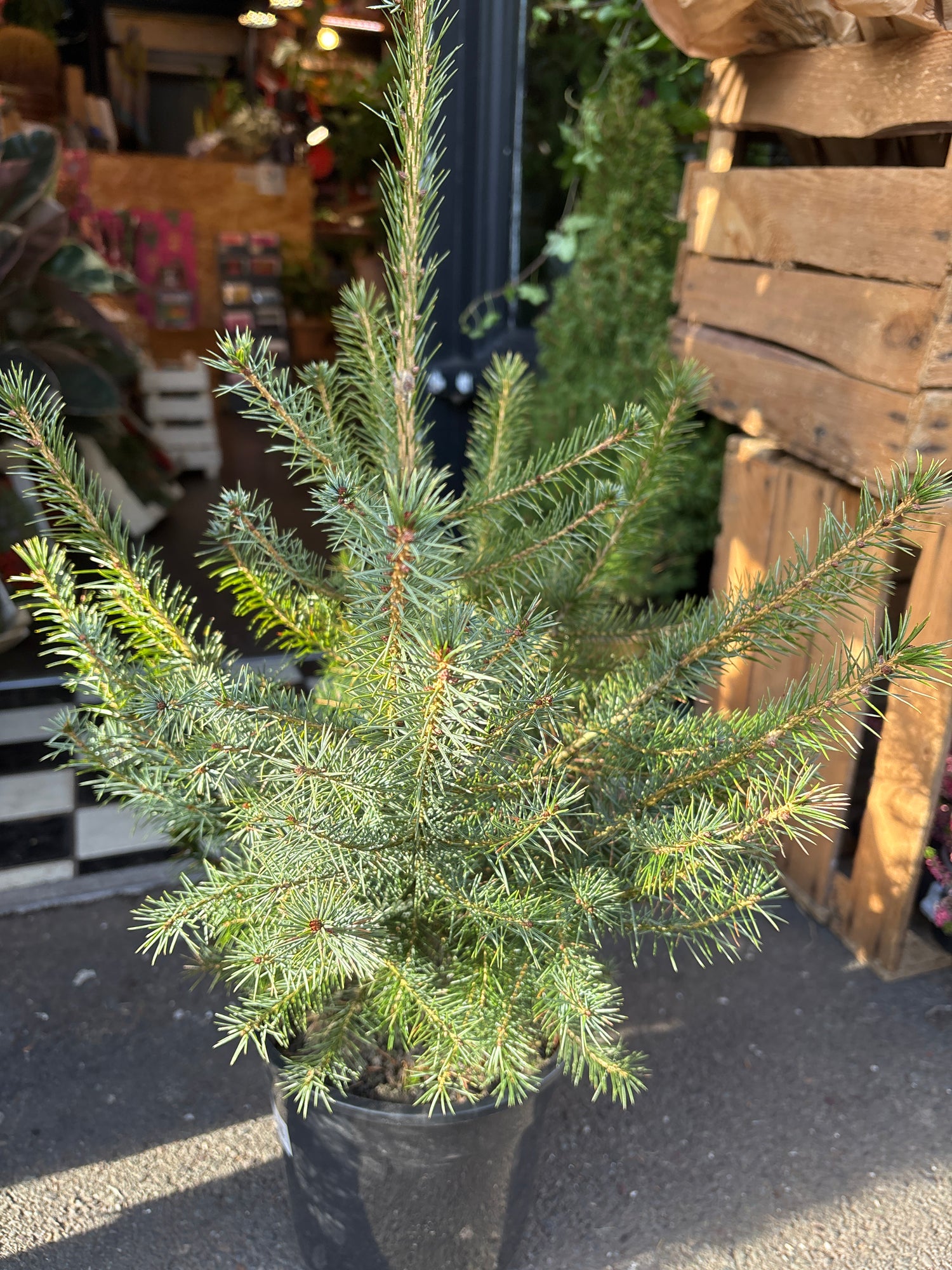 A Picea omorika plant in front of Urban Tropicana&