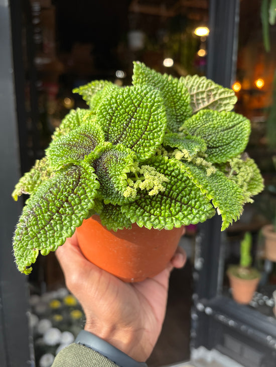 A Pilea Moon Valley plant in front of Urban Tropicana&