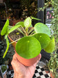 A Pilea Peperomioides or ‘Chinese Money’ plant in front of Urban Tropicana&