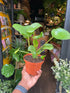 Pilea Peperomioides, also known as Chinese Money Plant, outside Urban Tropicana’s store in Chiswick, London