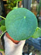 Pilea Peperomioides, also known as Chinese Money Plant, outside Urban Tropicana’s store in Chiswick, London