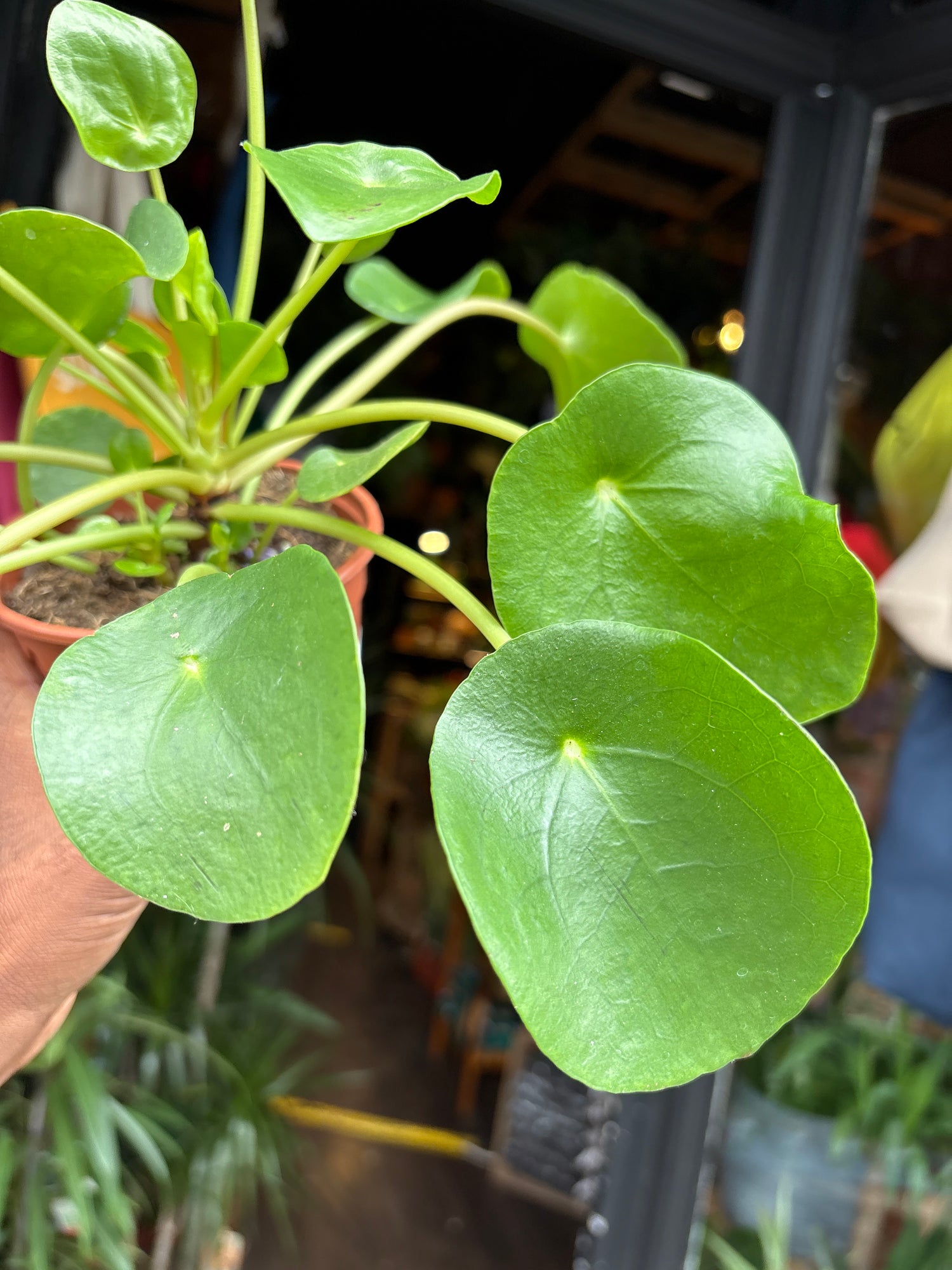 Pilea Peperomioides, also known as Chinese Money Plant, outside Urban Tropicana’s store in Chiswick, London