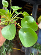 Pilea Peperomioides, also known as Chinese Money Plant, outside Urban Tropicana’s store in Chiswick, London