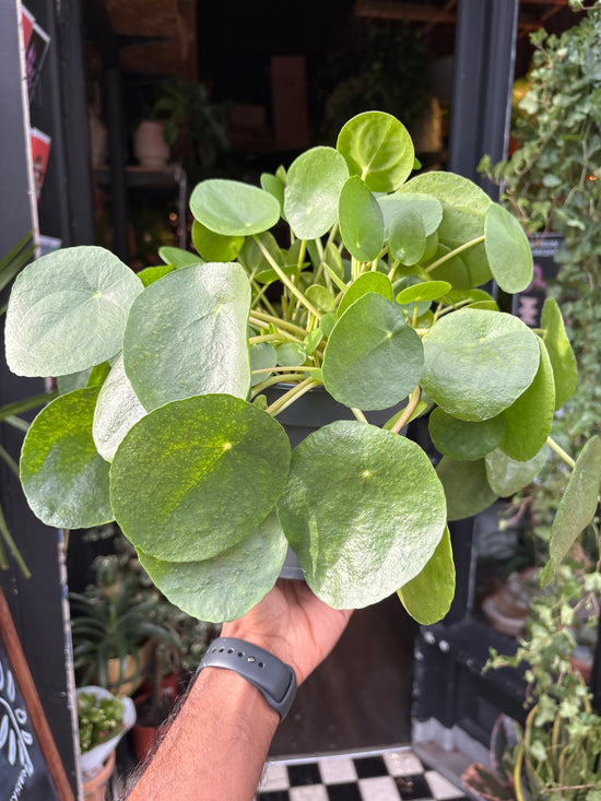 A Pilea Peperomioides also known as a Money plant in front of Urban Tropicana’s plant shop in Chiswick London