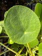 A Pilea Peperomioides also known as a Money plant in front of Urban Tropicana’s plant shop in Chiswick London