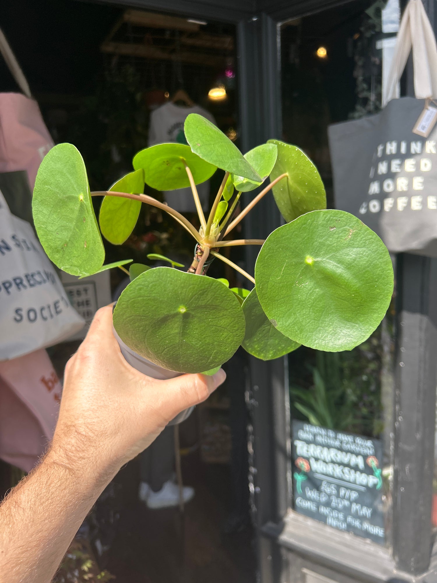 Pilea peperomioides cane plant outside Urban Tropicana plant shop in Chiswick, London