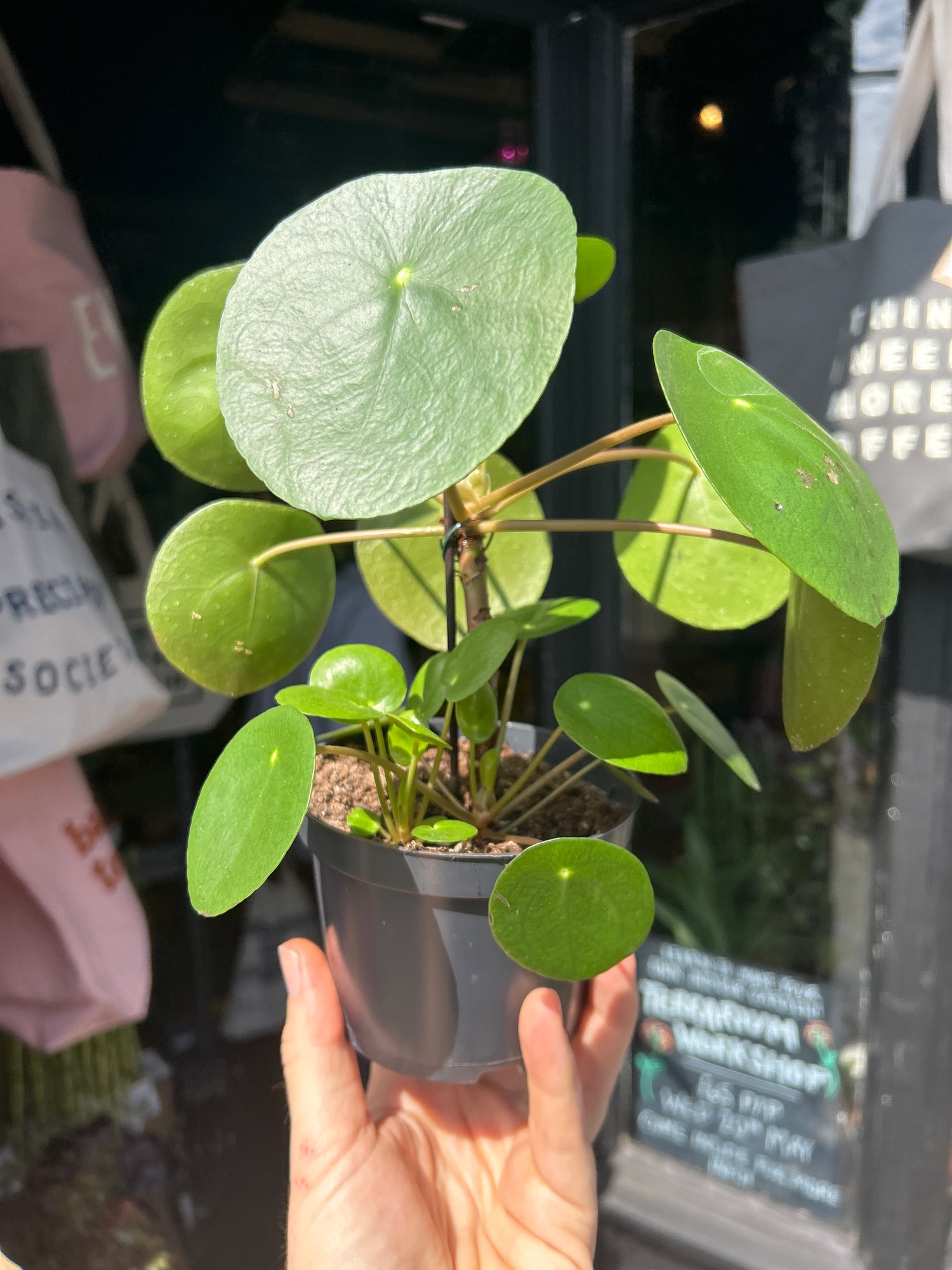 Pilea peperomioides cane plant outside Urban Tropicana plant shop in Chiswick, London