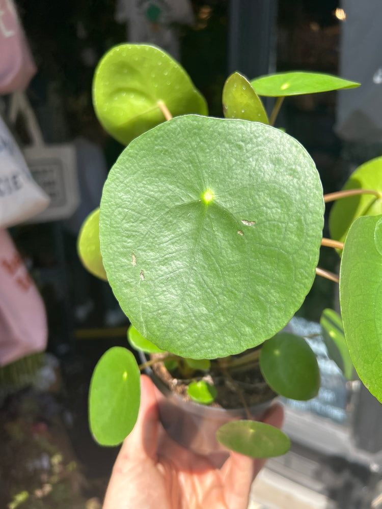 Pilea peperomioides cane plant outside Urban Tropicana plant shop in Chiswick, London