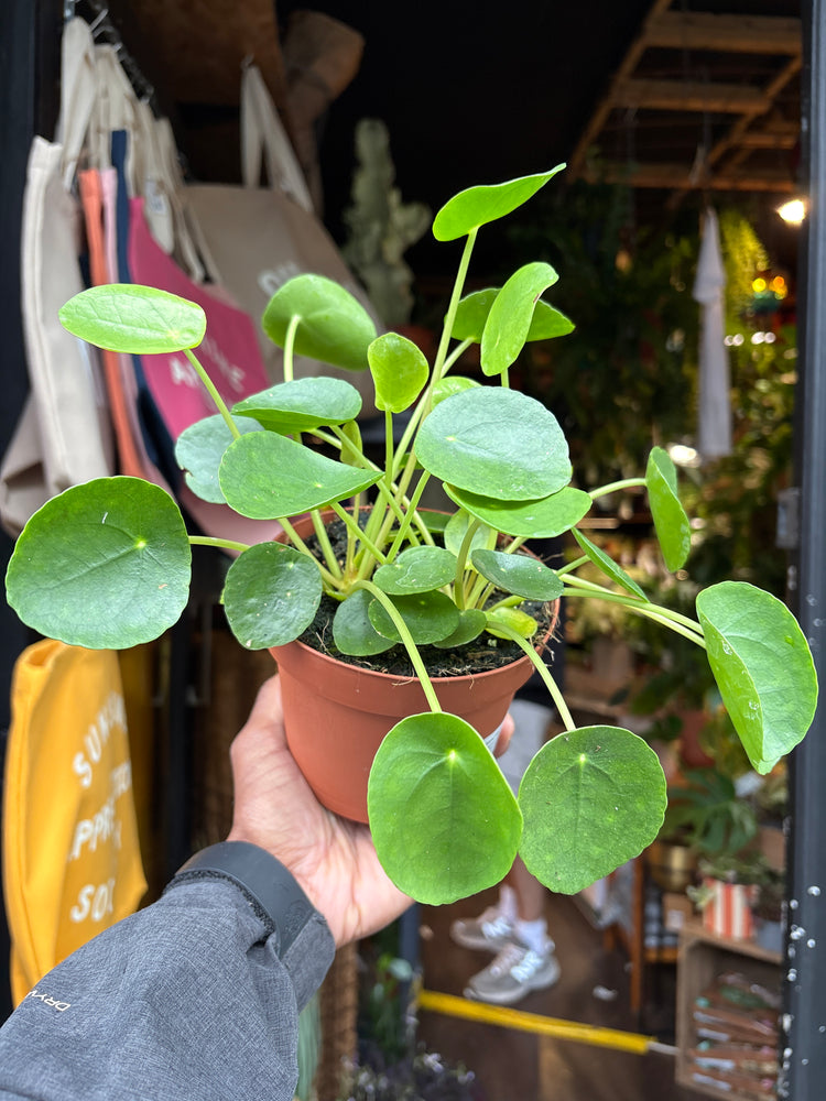 
A Pilea Peperomioides chinese money plant in front of Urban Tropicana’s plant shop in Chiswick, London
