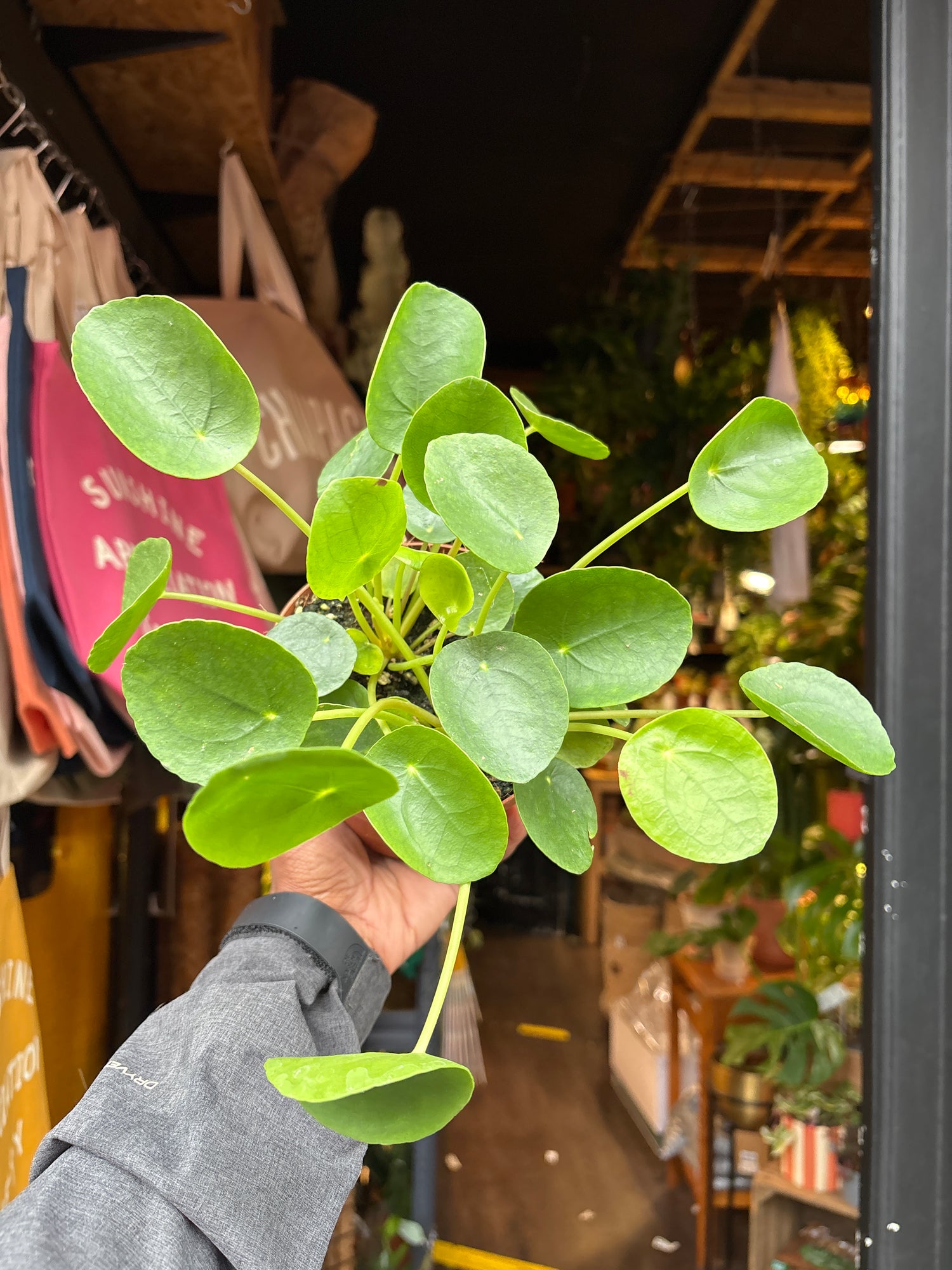 
A Pilea Peperomioides chinese money plant in front of Urban Tropicana’s plant shop in Chiswick, London