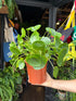 Pilea peperomioides (Chinese Money Plant) in 19cm pot outside Urban Tropicana plant shop in Chiswick, London