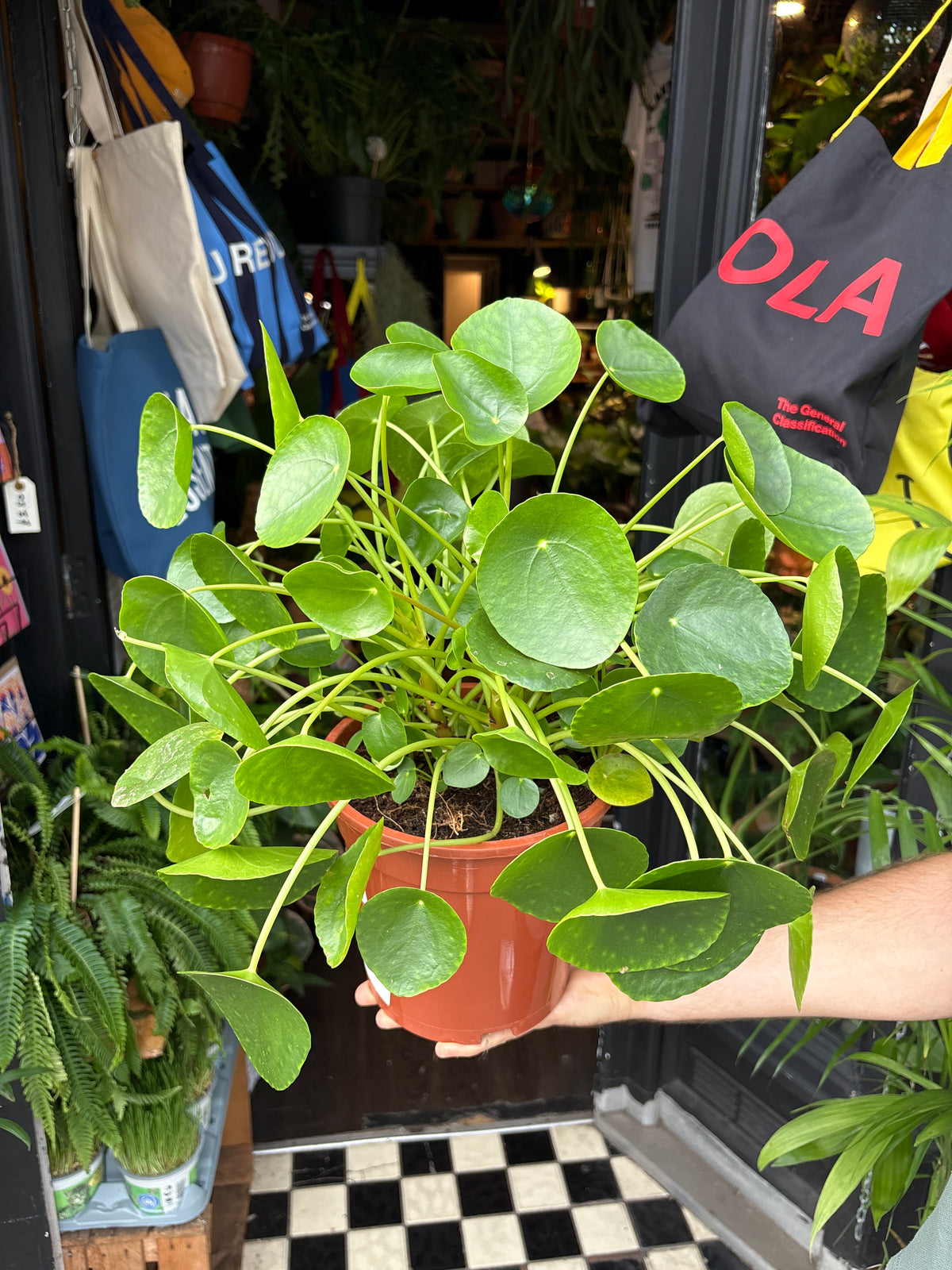 Pilea peperomioides (Chinese Money Plant) in 19cm pot outside Urban Tropicana plant shop in Chiswick, London