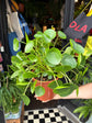 Pilea peperomioides (Chinese Money Plant) in 19cm pot outside Urban Tropicana plant shop in Chiswick, London