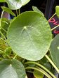 Pilea peperomioides (Chinese Money Plant) in 19cm pot outside Urban Tropicana plant shop in Chiswick, London