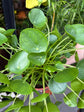 Pilea peperomioides (Chinese Money Plant) in 19cm pot outside Urban Tropicana plant shop in Chiswick, London