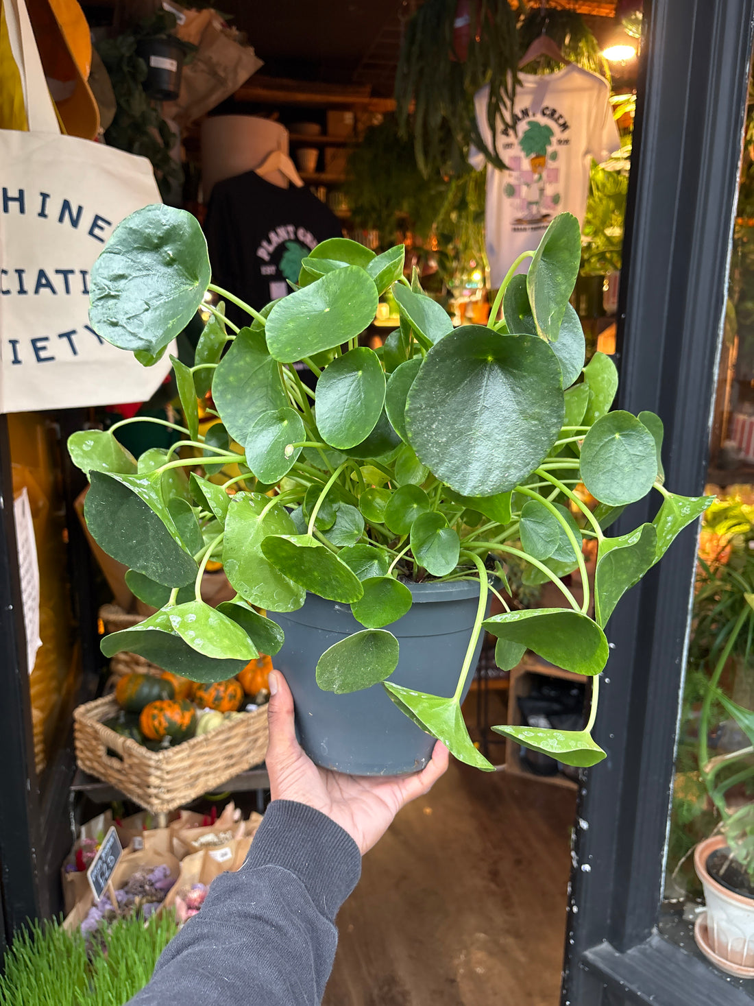 Pilea Peperomioides Chinese Money Plant in 20cm pot outside Urban Tropicana plant shop in Chiswick, London