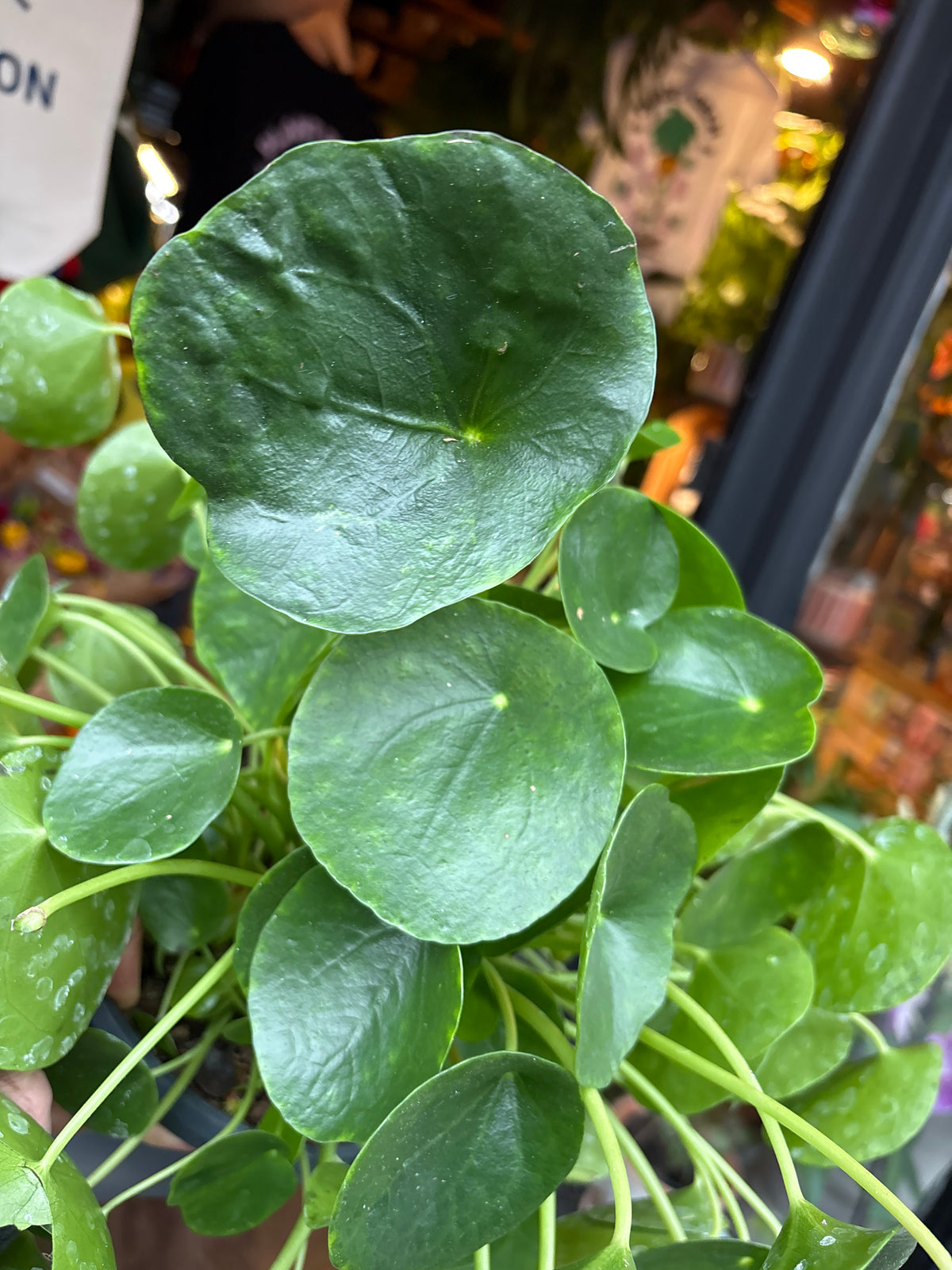Pilea Peperomioides Chinese Money Plant in 20cm pot outside Urban Tropicana plant shop in Chiswick, London