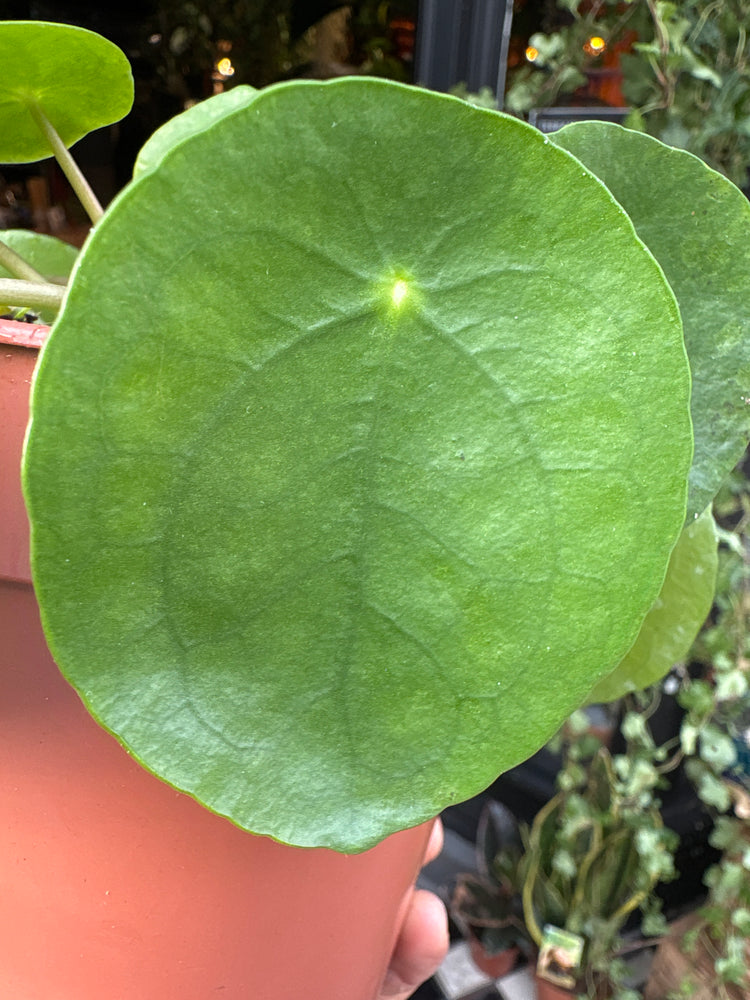 A Pilea Peperomioides or Chinese Money  plant in front of Urban Tropicana&