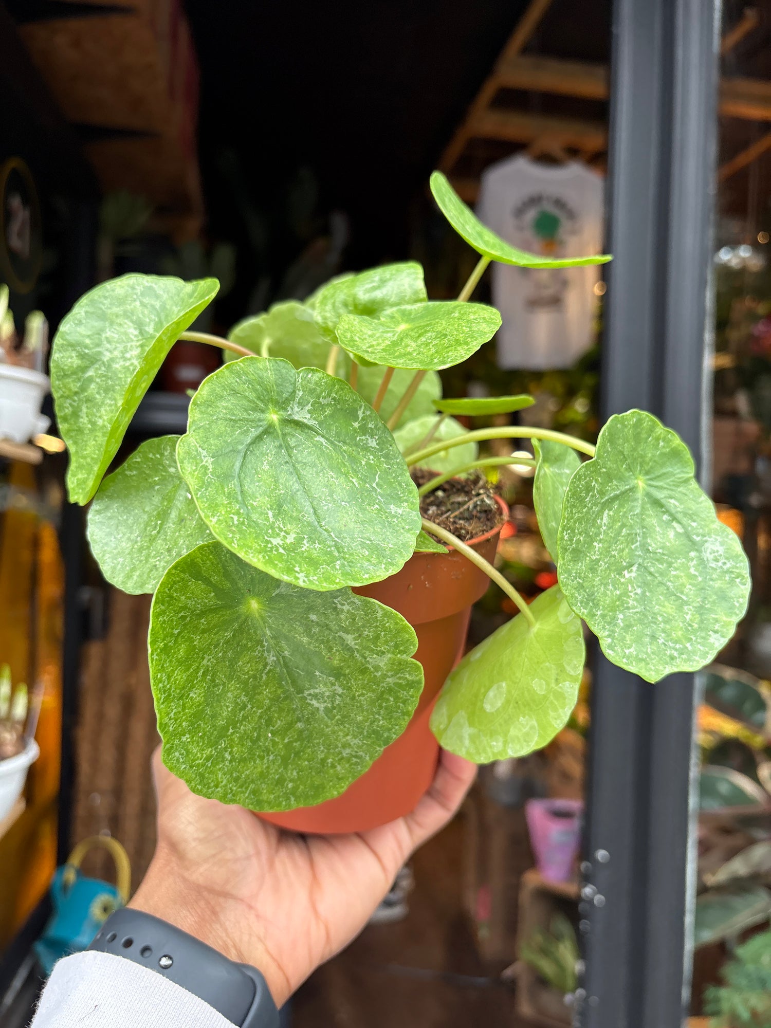 A Pilea Peperomioides Sugar plant in front of Urban Tropicana’s Plant Shop in Chiswick London