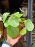 A Pilea Peperomioides Sugar plant in front of Urban Tropicana’s Plant Shop in Chiswick London