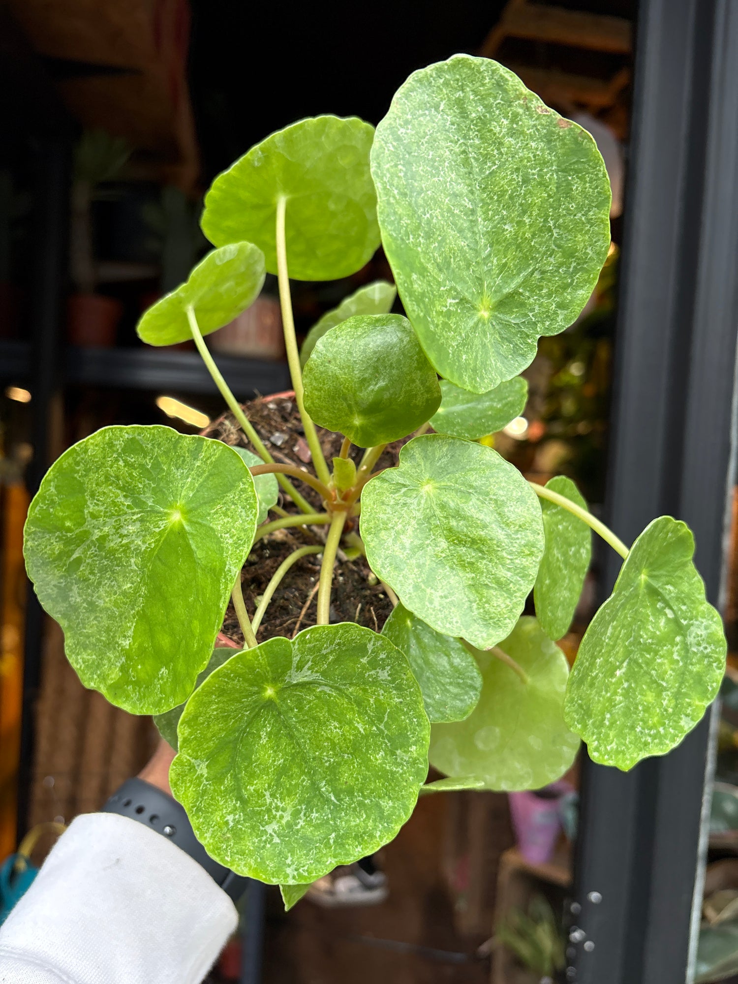 A Pilea Peperomioides Sugar plant in front of Urban Tropicana’s Plant Shop in Chiswick London