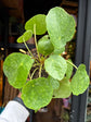 A Pilea Peperomioides Sugar plant in front of Urban Tropicana’s Plant Shop in Chiswick London