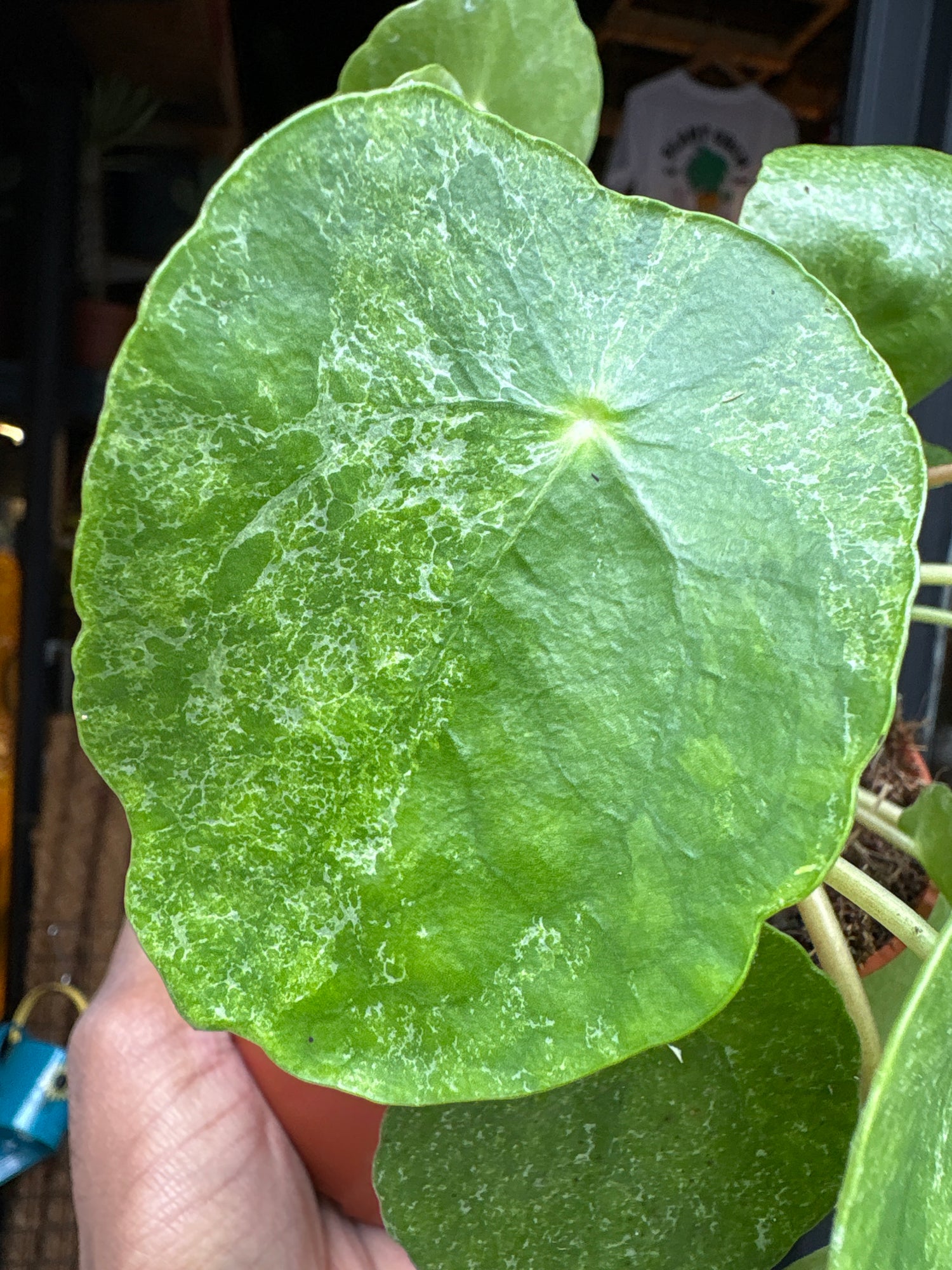 A Pilea Peperomioides Sugar plant in front of Urban Tropicana’s Plant Shop in Chiswick London