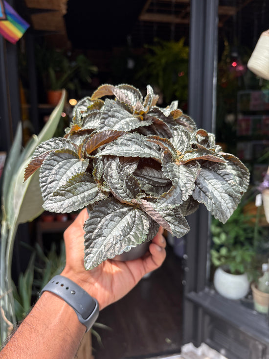 A Pilea Silver Tree plant in front of Urban Tropicana’s Plant Shop in Chiswick London