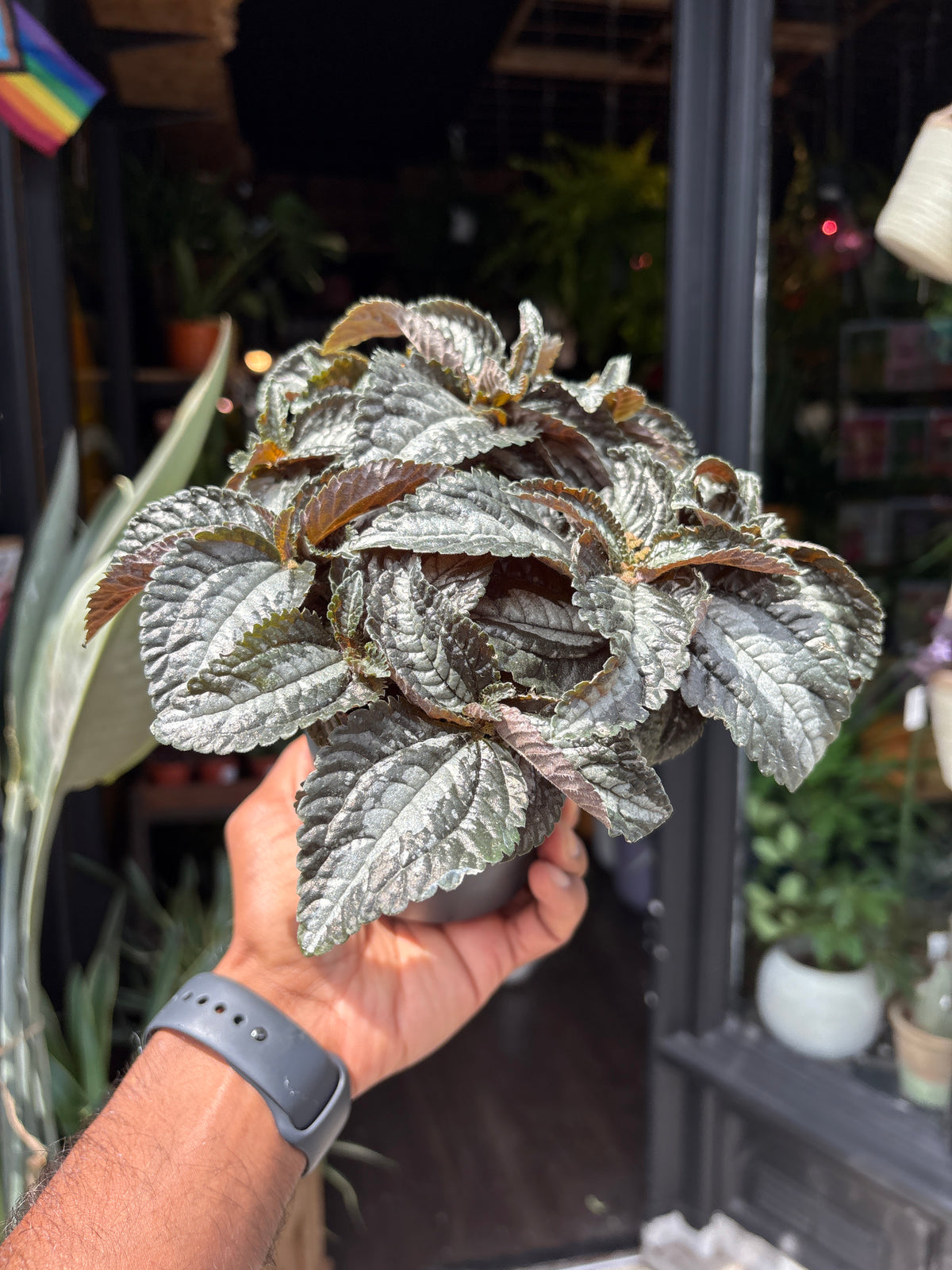 A Pilea Silver Tree plant in front of Urban Tropicana’s Plant Shop in Chiswick London