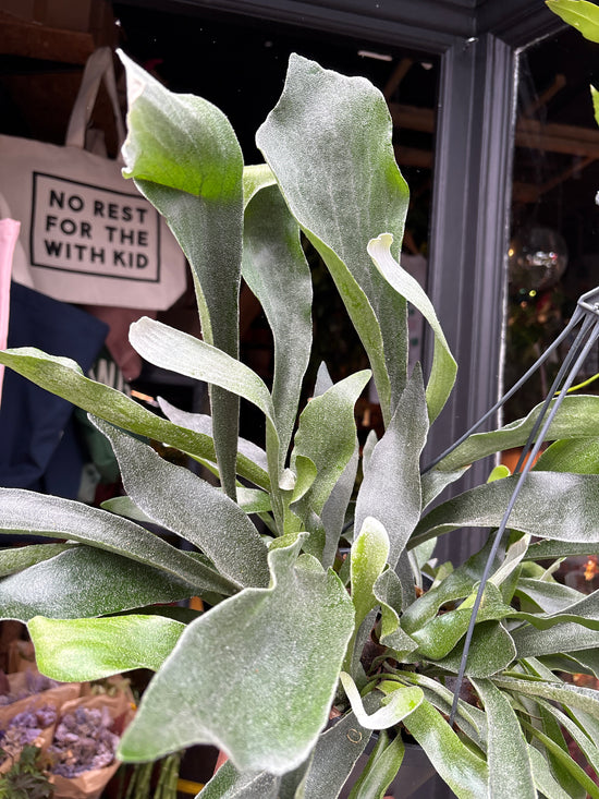 Platycerium bifurcatum staghorn fern outside Urban Tropicana plant shop in Chiswick, London