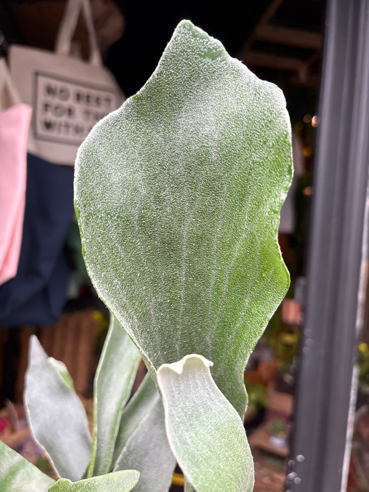 Platycerium bifurcatum staghorn fern outside Urban Tropicana plant shop in Chiswick, London